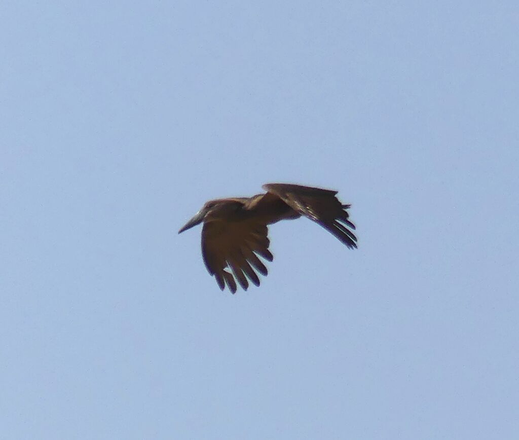 Hamerkop