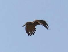 Hamerkop