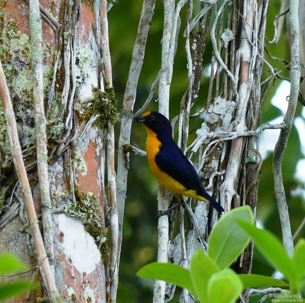 Violaceous Euphonia