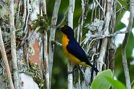 Violaceous Euphonia