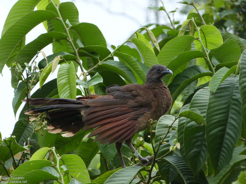 Grey-headed Chachalacaadult, habitat, pigmentation