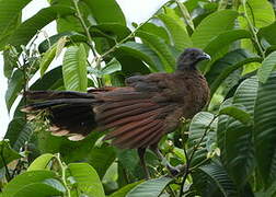 Grey-headed Chachalaca