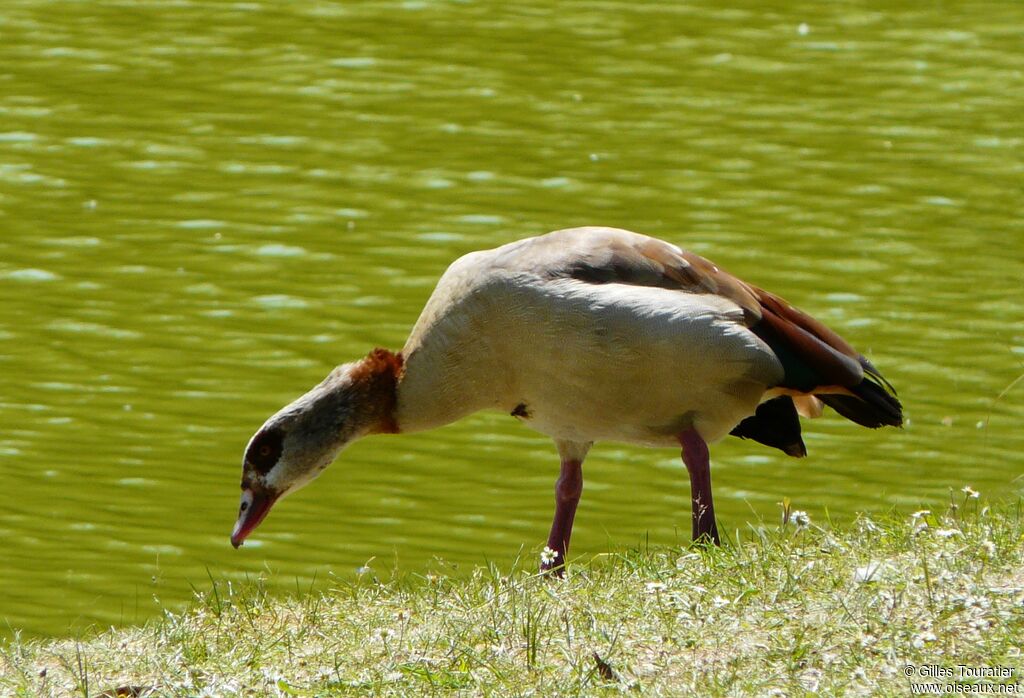 Egyptian Goose