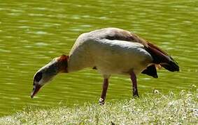 Egyptian Goose