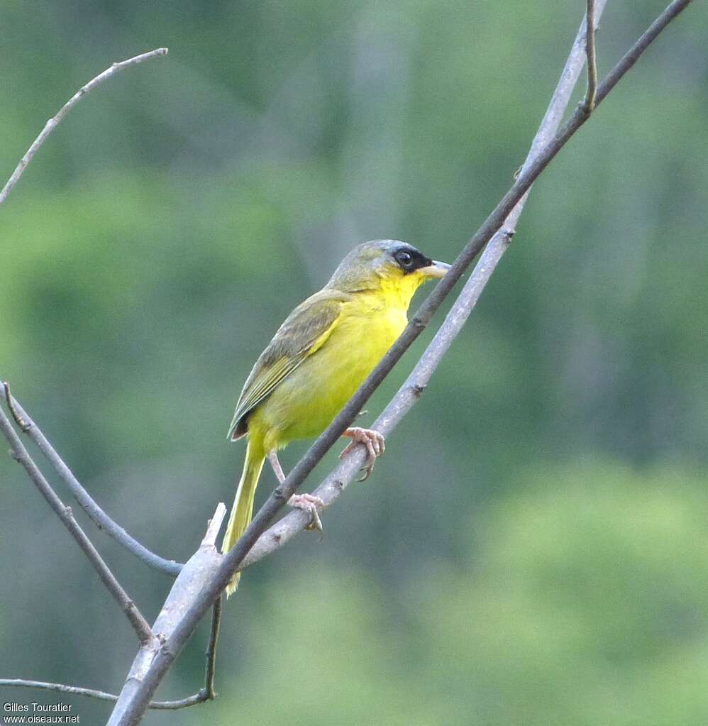 Grey-crowned Yellowthroat male adult, identification