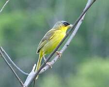 Grey-crowned Yellowthroat