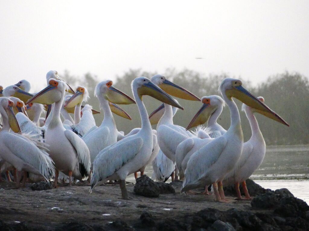 Great White Pelican