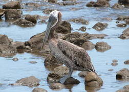 Brown Pelican