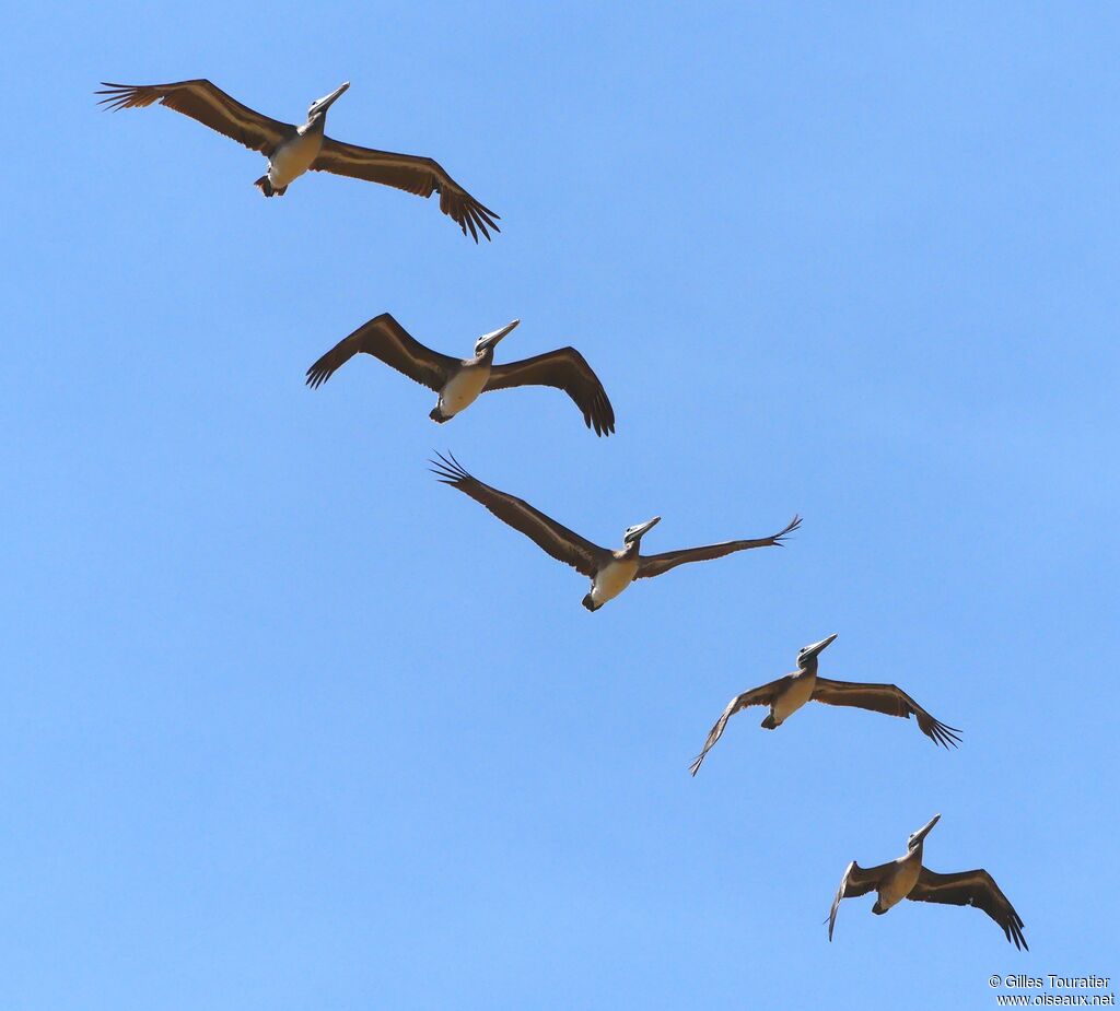 Brown Pelican