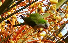 Monk Parakeet