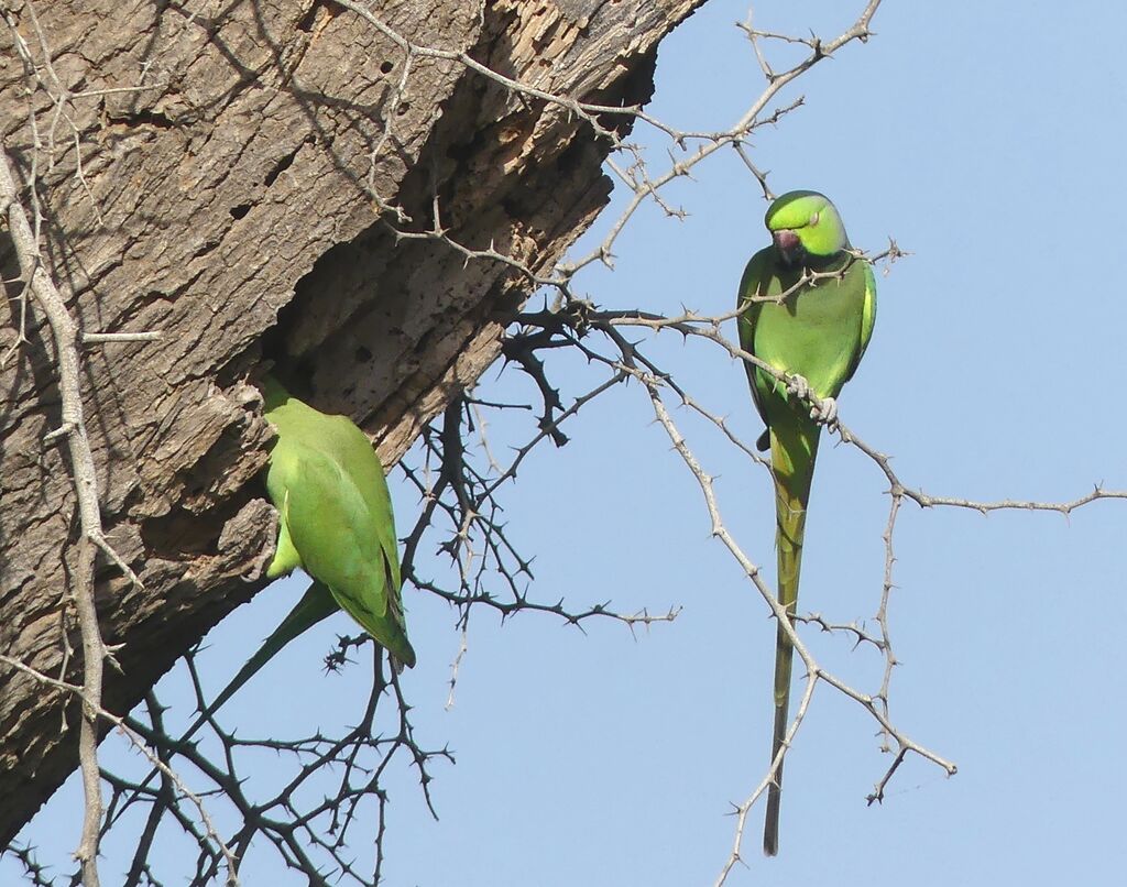 Rose-ringed Parakeet