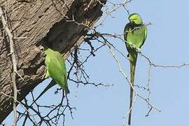 Rose-ringed Parakeet