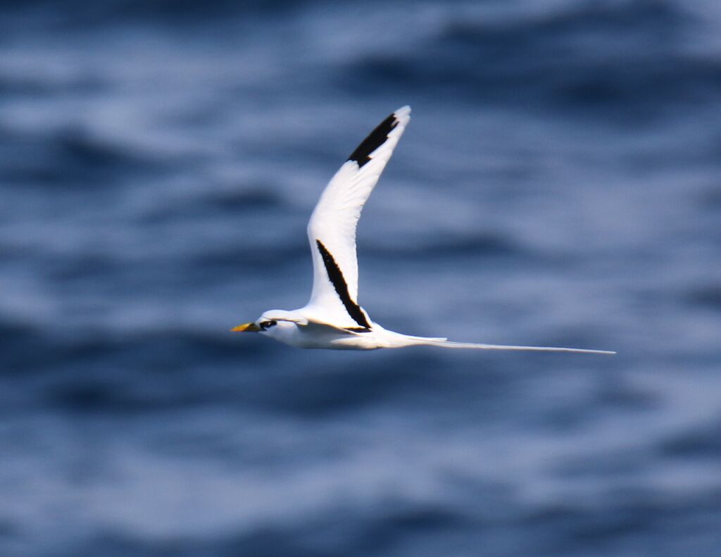 White-tailed Tropicbird