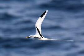 White-tailed Tropicbird