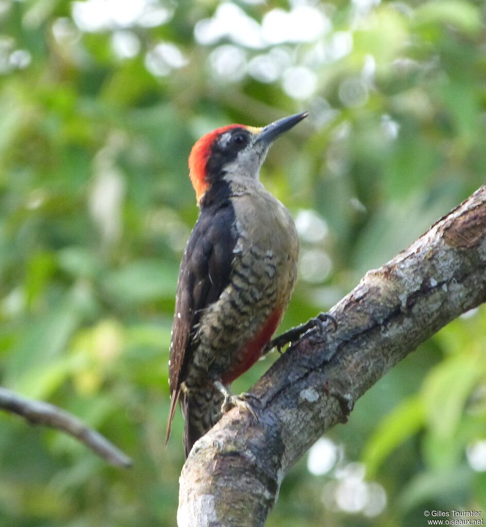 Black-cheeked Woodpecker