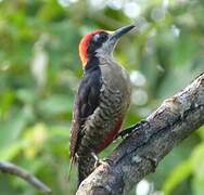 Black-cheeked Woodpecker