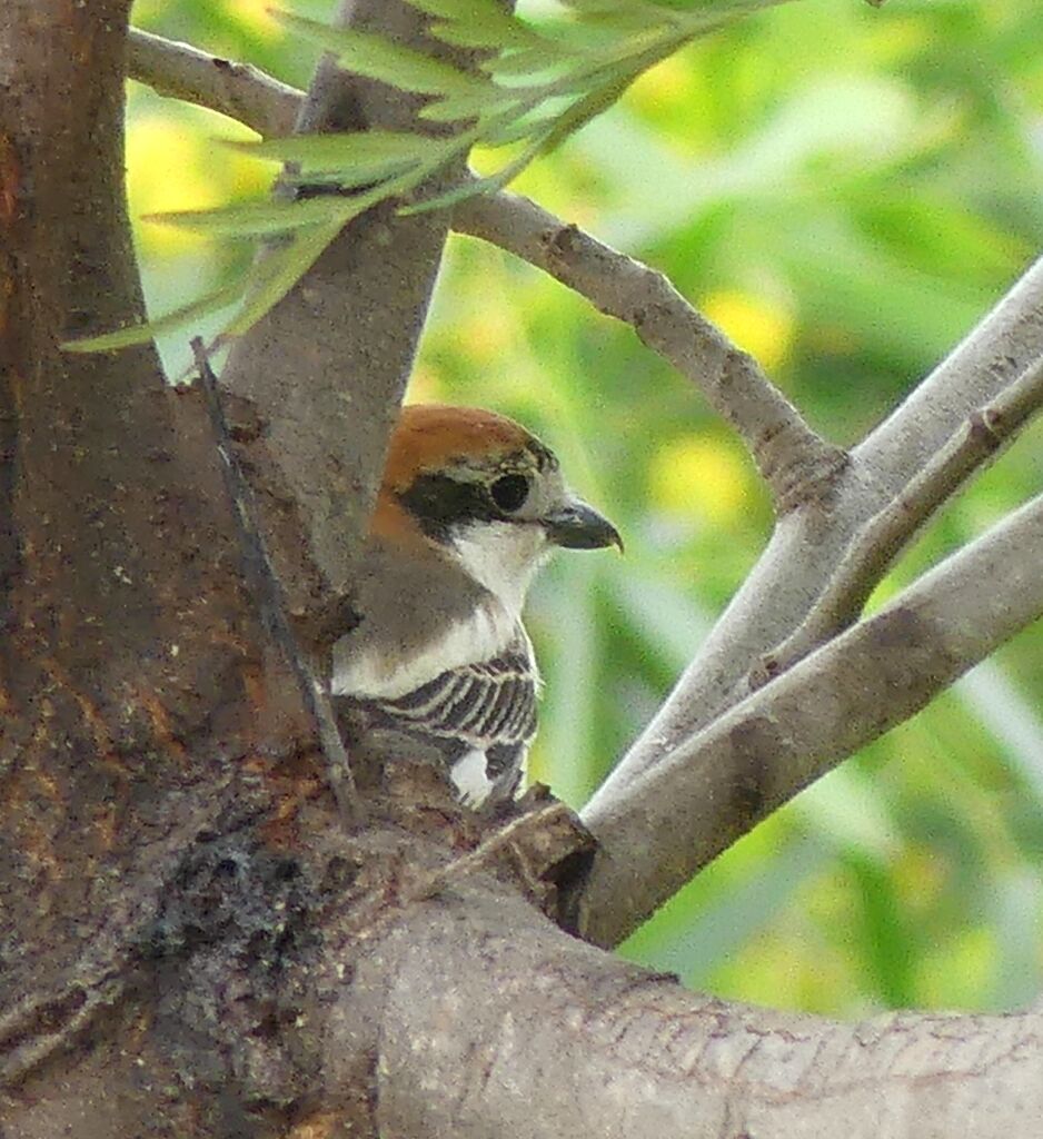 Pie-grièche à tête rousse