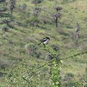 Southern Fiscal