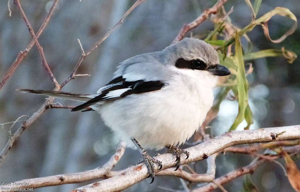 Great Grey Shrikeadult, close-up portrait