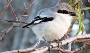 Great Grey Shrike