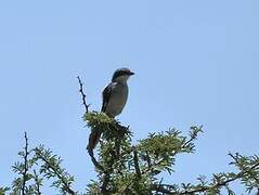 Loggerhead Shrike