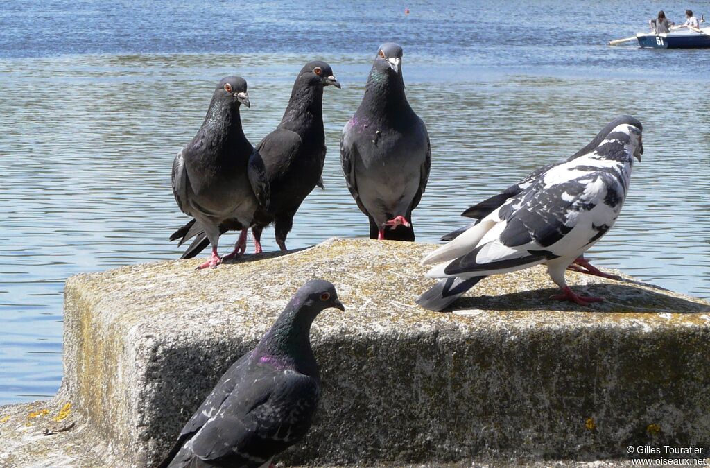 Rock Dove