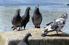 Pigeon biset