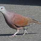 Pigeon de Madagascar