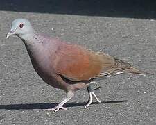 Malagasy Turtle Dove