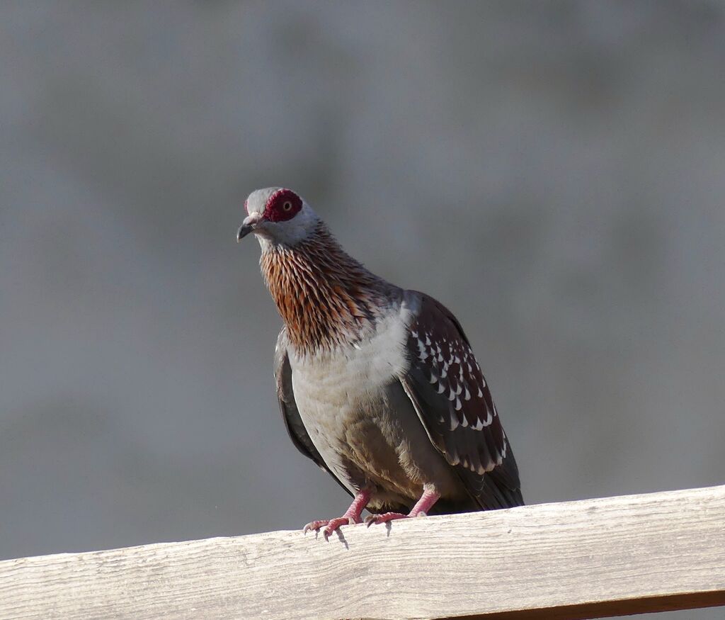 Speckled Pigeon