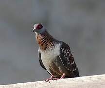 Pigeon roussard