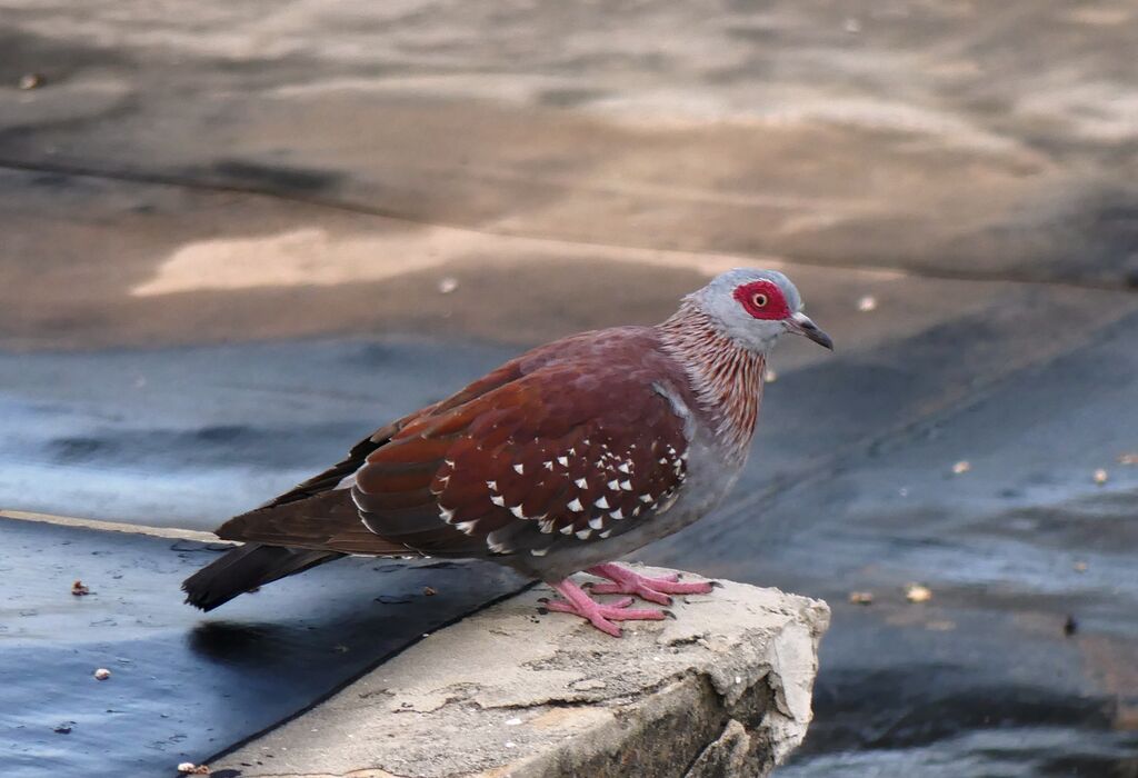 Speckled Pigeon