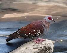 Speckled Pigeon