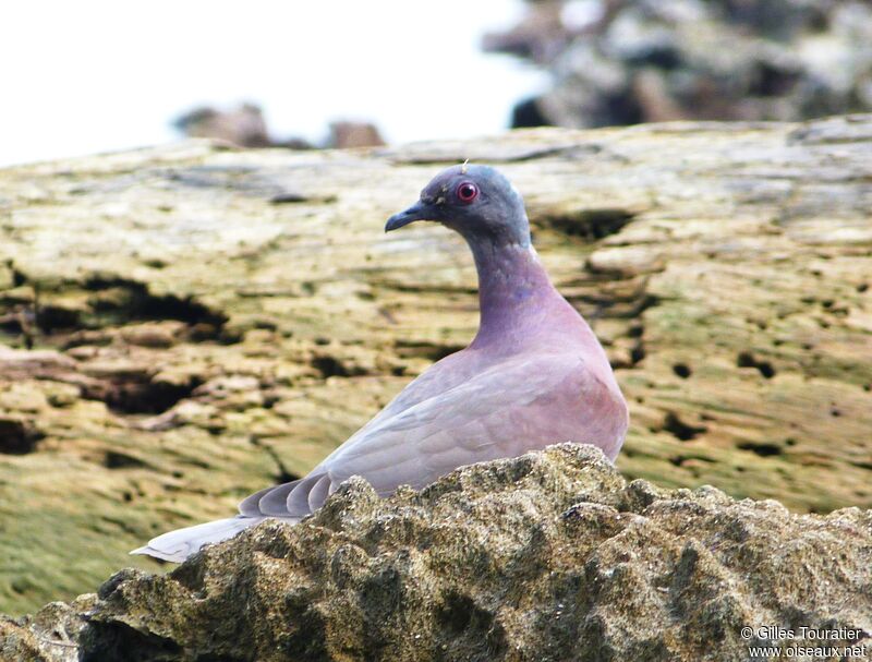 Pale-vented Pigeon