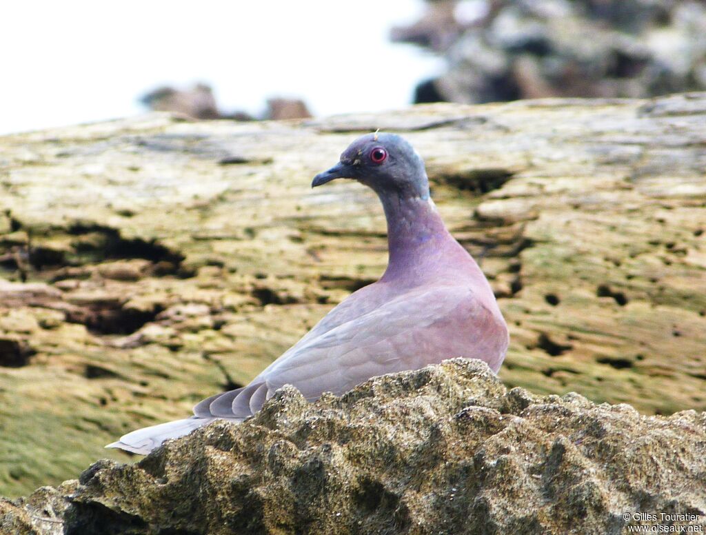 Pigeon rousset