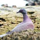 Pigeon rousset