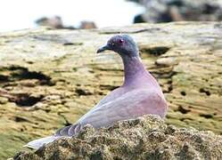 Pale-vented Pigeon