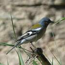 Pinson des arbres africain