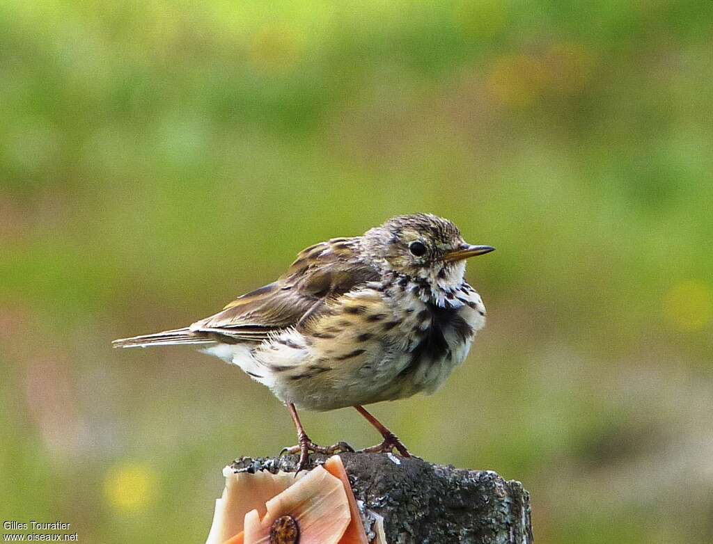 Pipit farlouseadulte transition, identification, mue