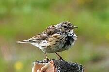 Pipit farlouse