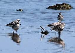 Grey Plover