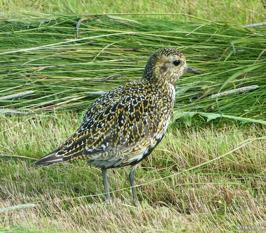 European Golden Plover