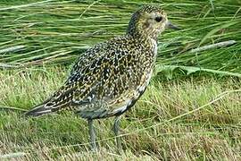 European Golden Plover