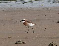 Tibetan Sand Plover