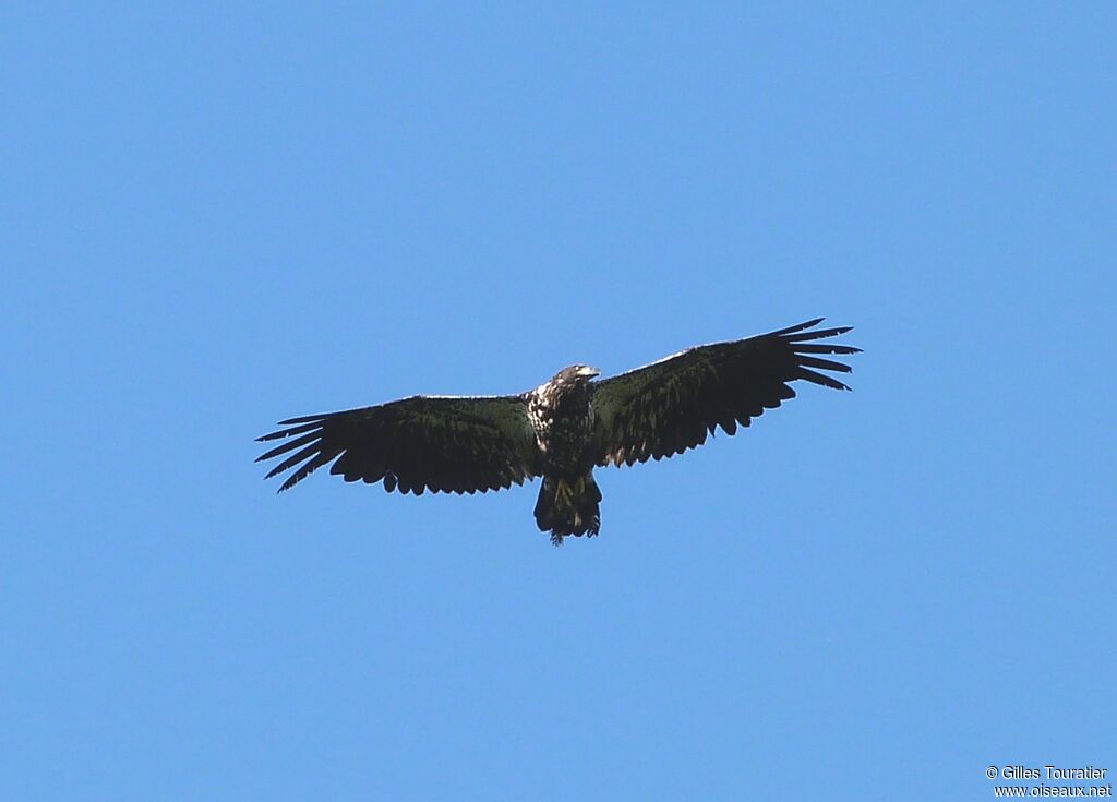 Bald Eaglejuvenile