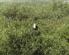 African Fish Eagle