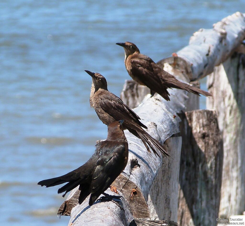 Great-tailed Grackle