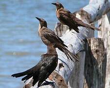 Great-tailed Grackle