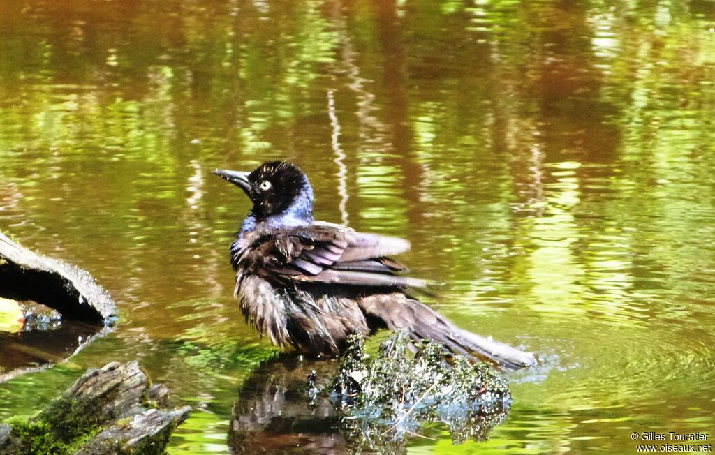 Common Grackle