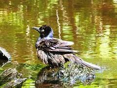 Common Grackle